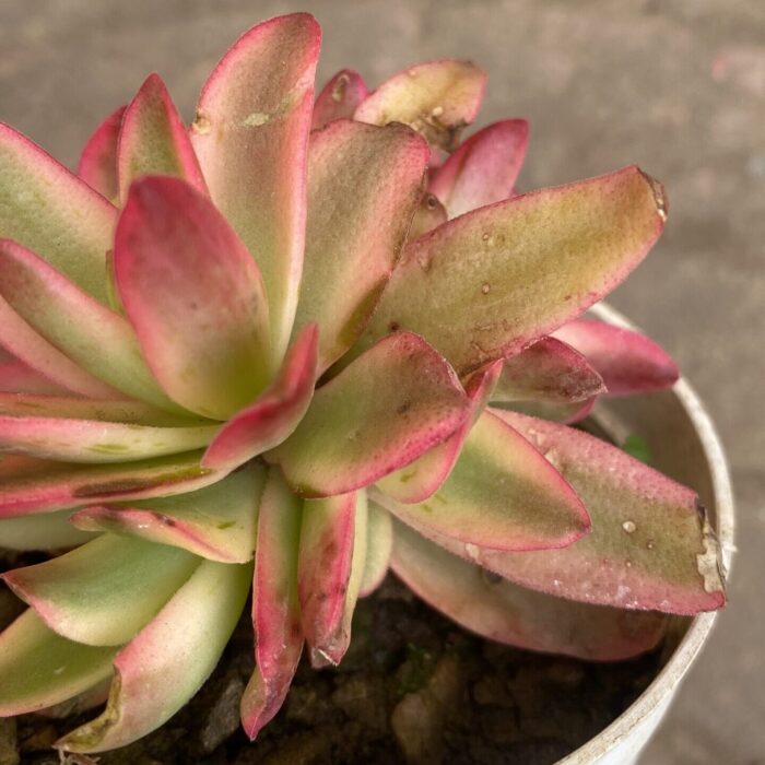 Crassula Campfire Varigated type A