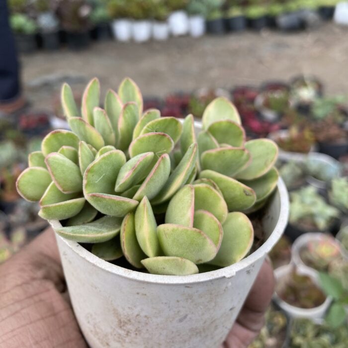 Crassula Campfire Varigated type B