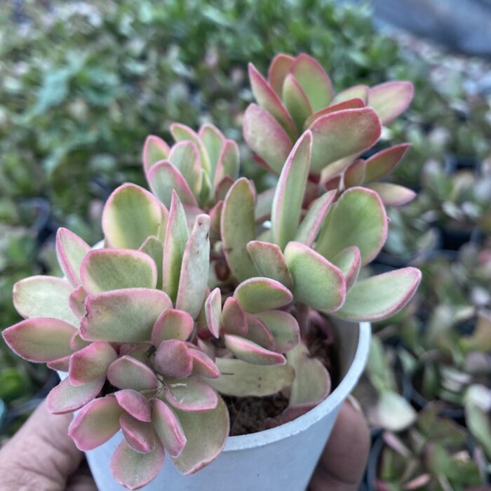 Crassula Campfire Varigated type C