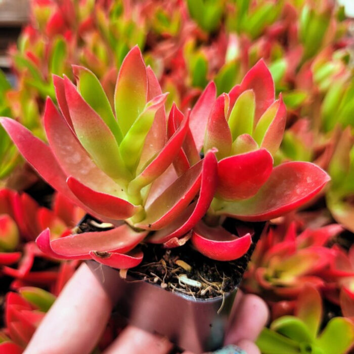 Crassula Campfire type A