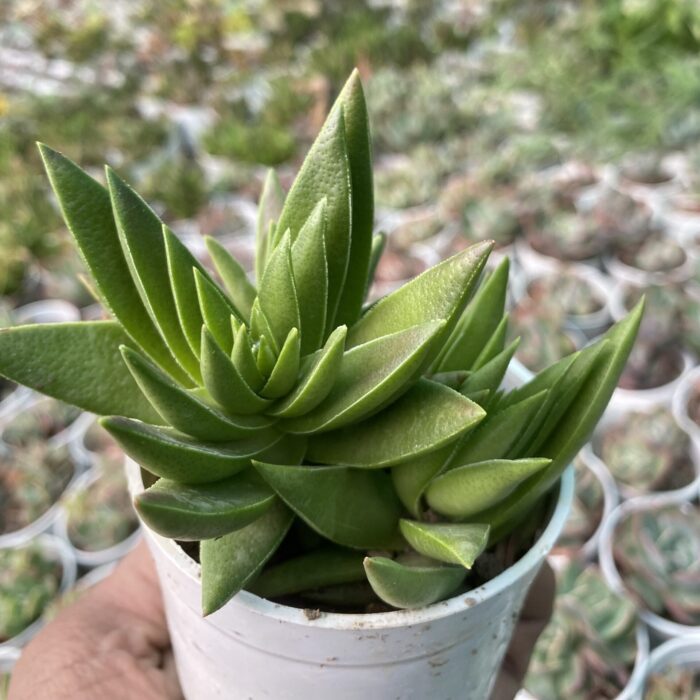 Crassula Campfire type B