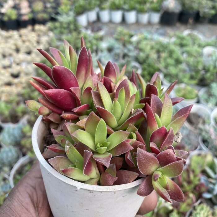 Crassula Campfire type C