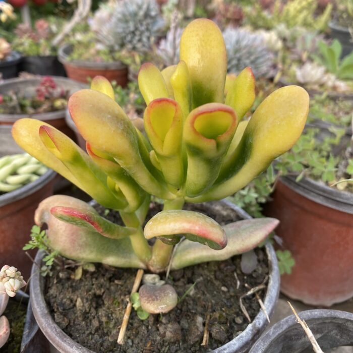 Crassula Golum Varigated