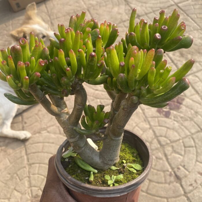 Crassula Golum medium