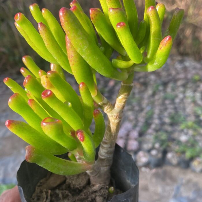 Crassula Golum small