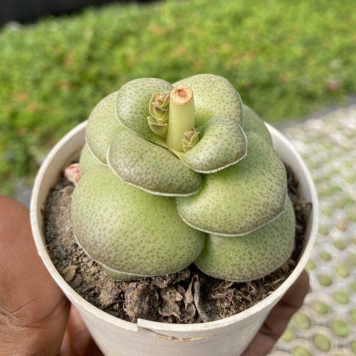 Crassula Hemisphaerica