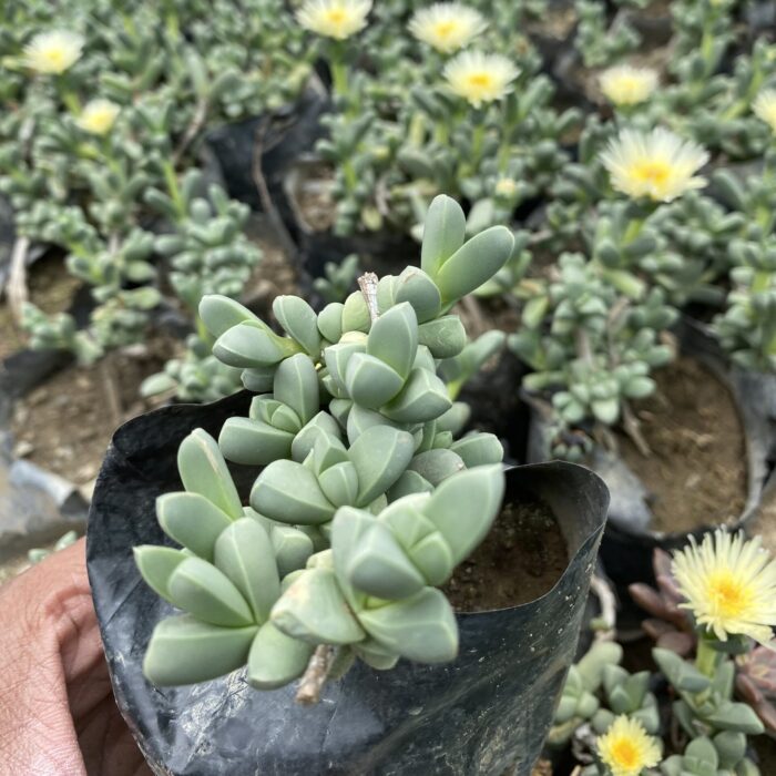 Crassula Lehmannii