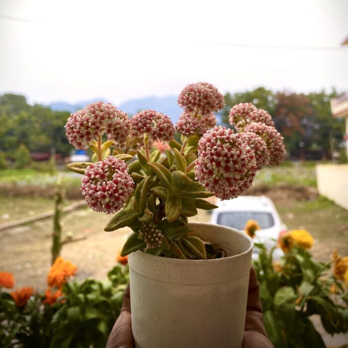 Crassula Moonglow