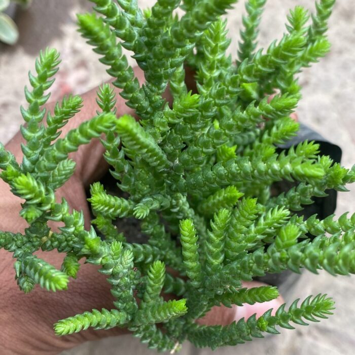 Crassula Muscosa