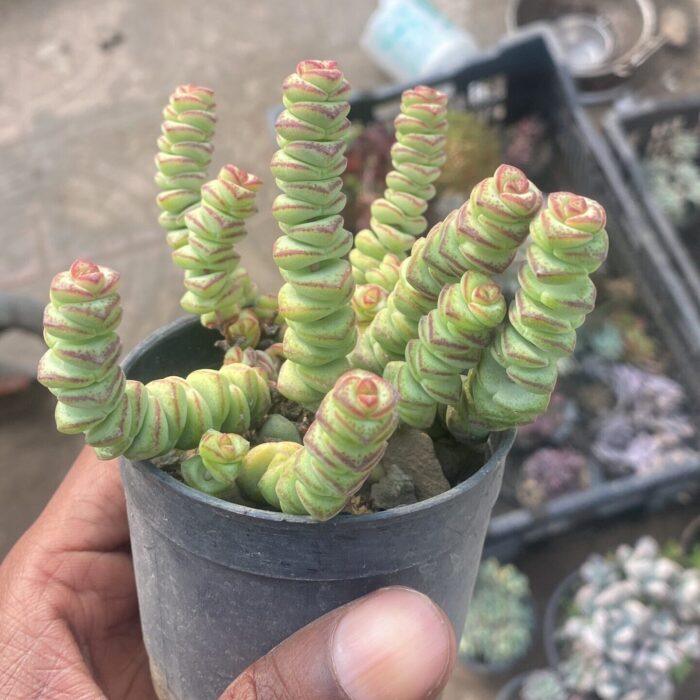 Crassula Necklace