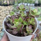 Crassula Ovata Cubic_1
