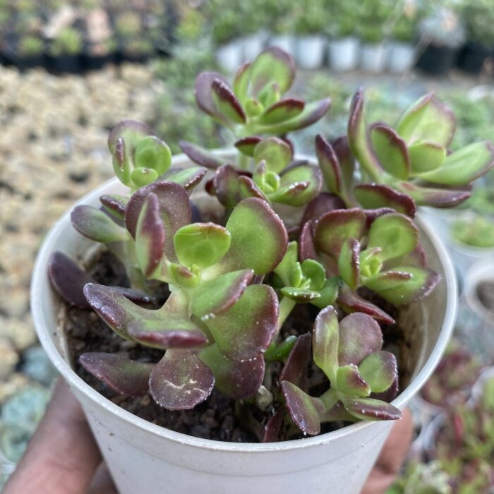 Crassula Ovata Cubic_1