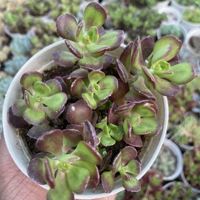Crassula Ovata Cubic_2