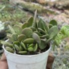 Crassula Ovata Hanging_1