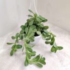 Crassula Ovata Hanging_2