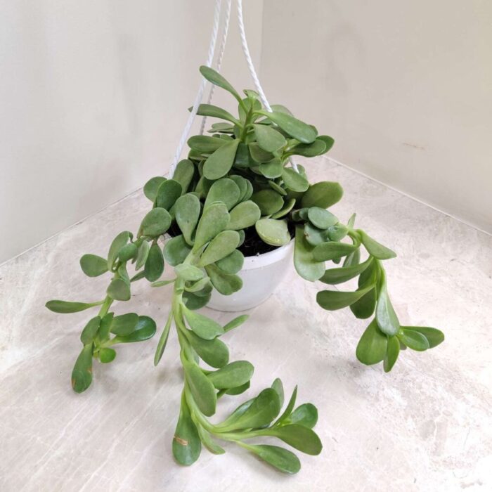 Crassula Ovata Hanging_2