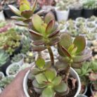 Crassula Ovata Red Akai_1