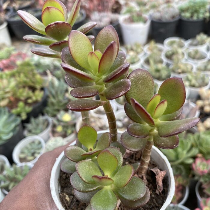 Crassula Ovata Red Akai_1