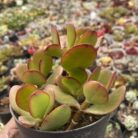 Crassula Ovata Red Akai_2