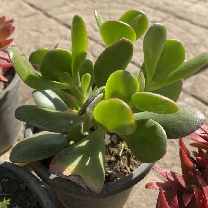 Crassula Ovata Small