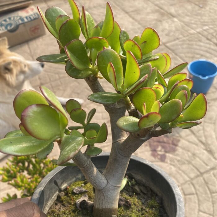 Crassula Ovata medium