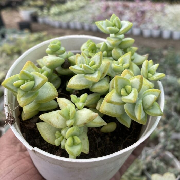 Crassula Perforata Silver Button