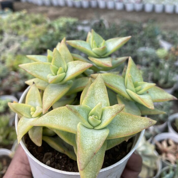Crassula Perforata Silver