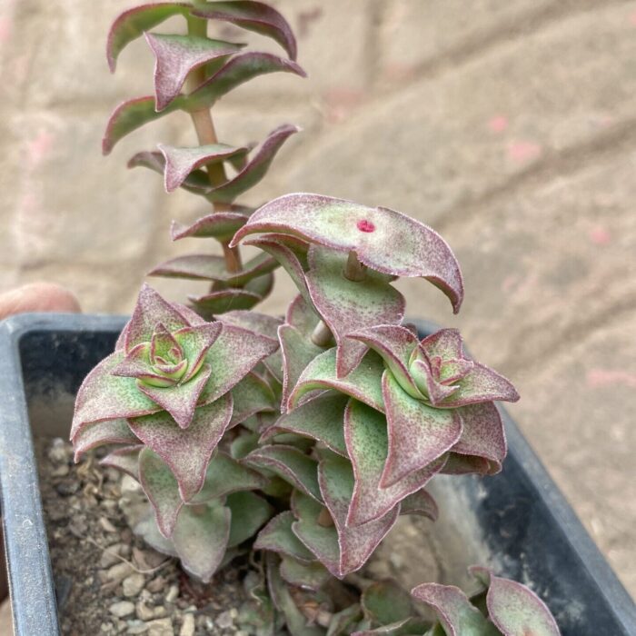 Crassula Perforata