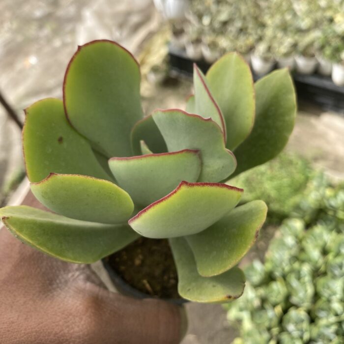 Crassula Pig Ear