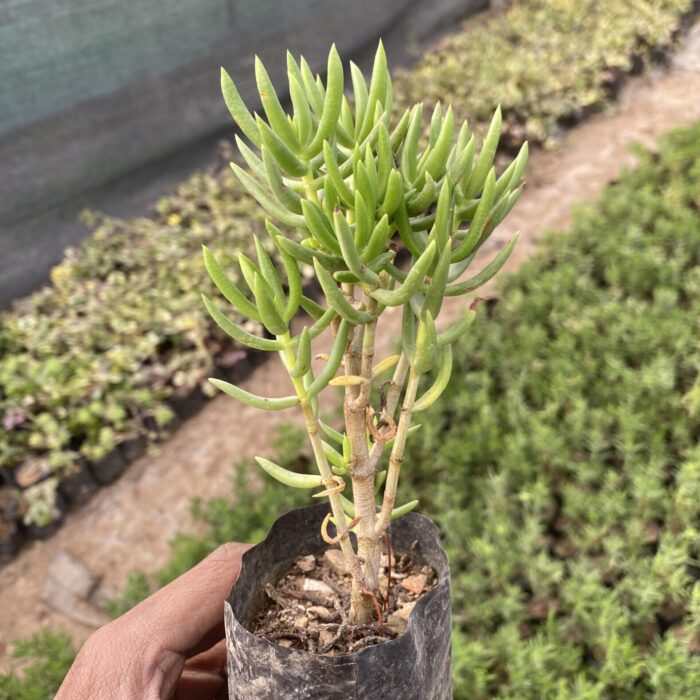 Crassula Tetragona_1