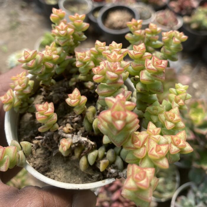 Crassula Tom Thumb