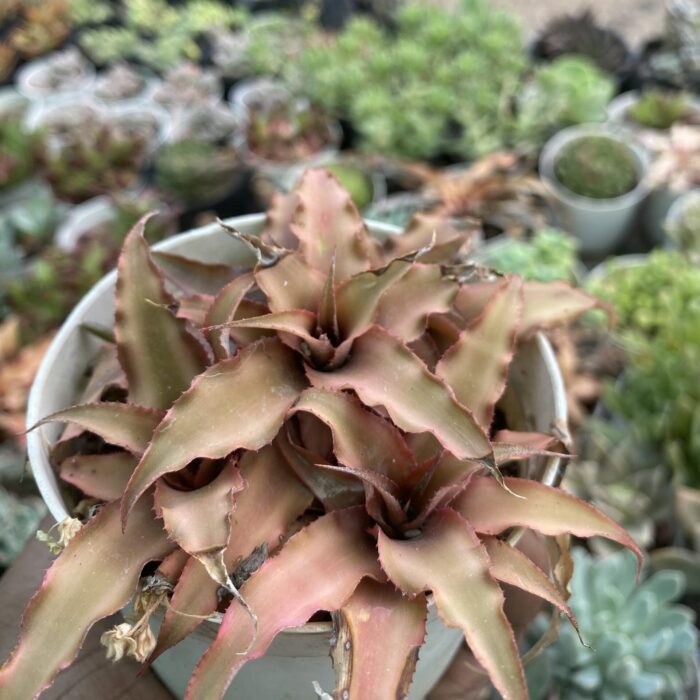 Cryptanthus Acaulis