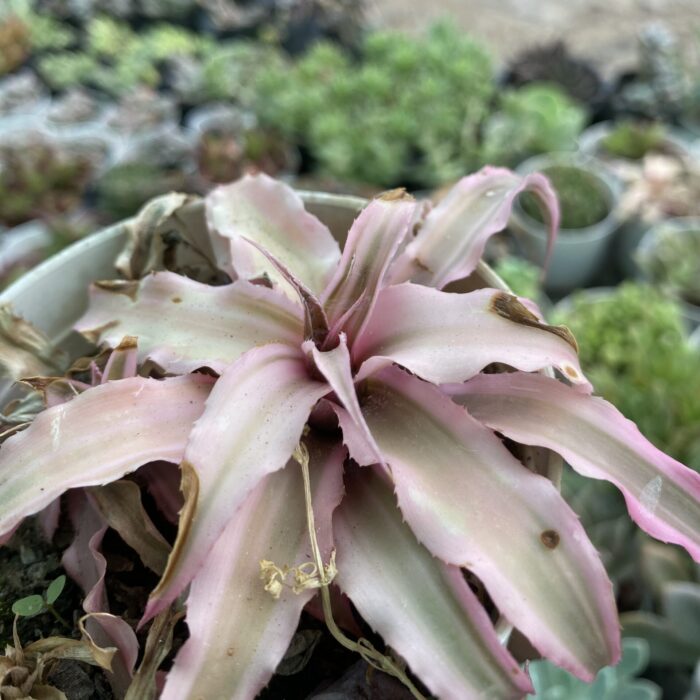 Cryptanthus Pink Starlite