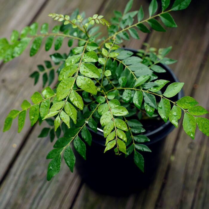 Curry-Leaves-Plant-Vastu-2024-04-ffdaed884eade1e33db013672084ce97