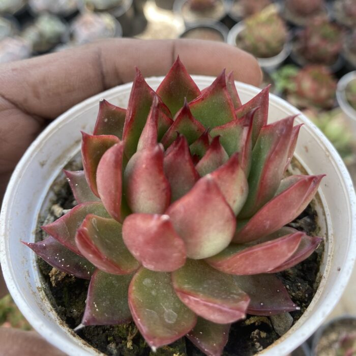 Echeveria Agavoides Lipstick Red