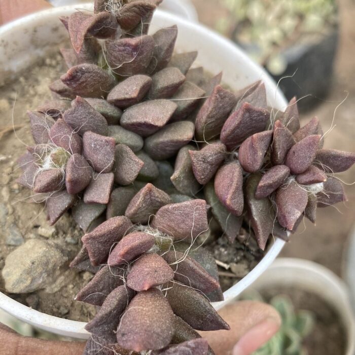 Echeveria Anacampseros Filamentosa