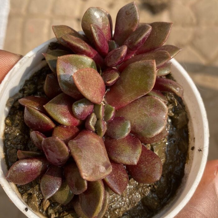 Echeveria Anacampseros Rubra