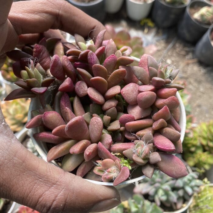 Echeveria Anacampseros Rufescens