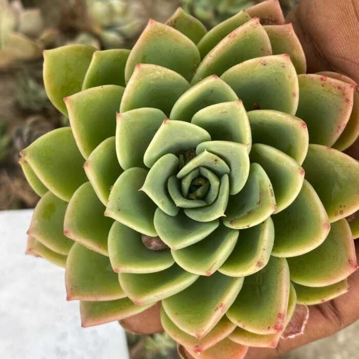 Echeveria Blue Atoll