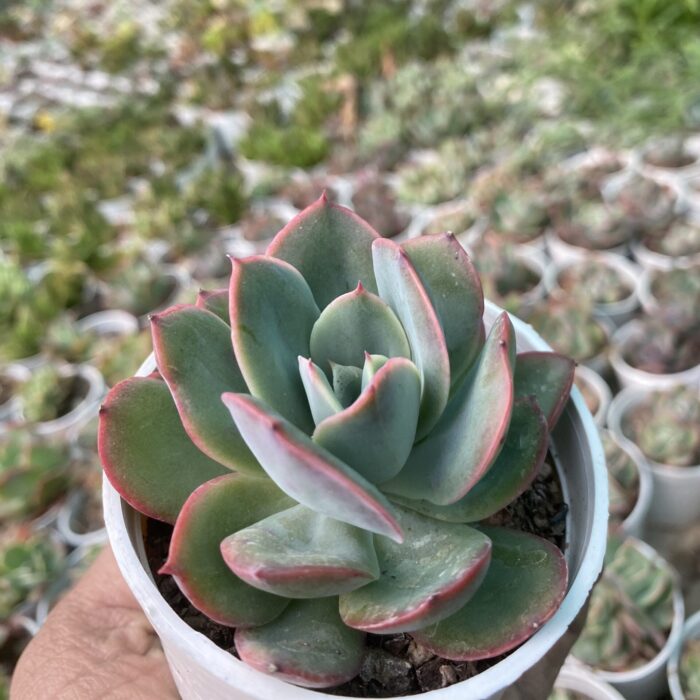 Echeveria Blue Rose
