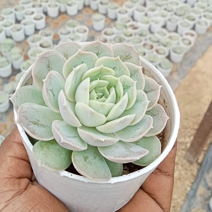 Echeveria Blue Surprise