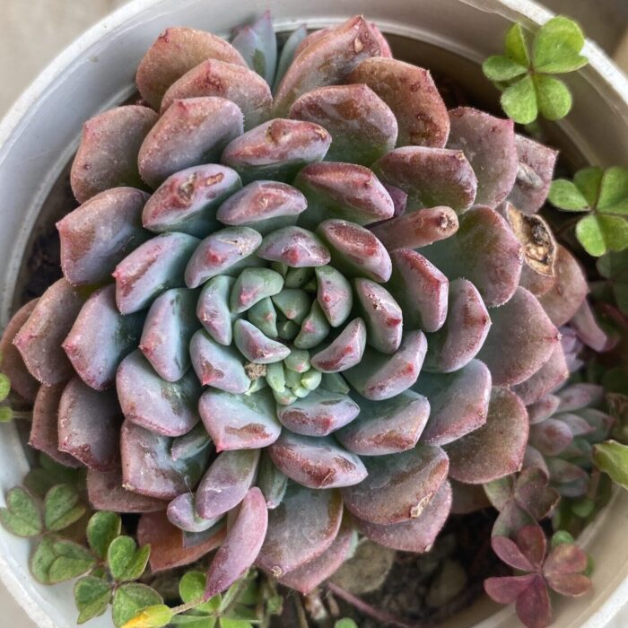 Echeveria Bluesky