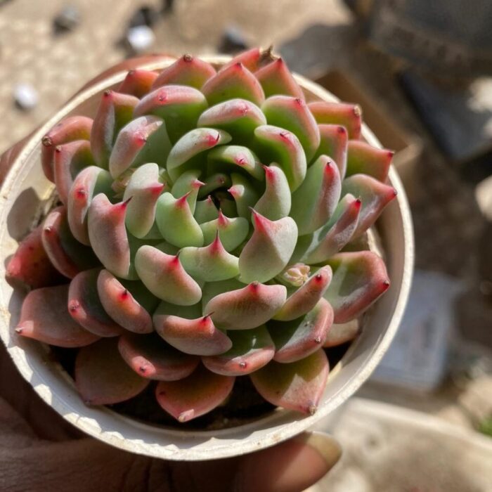 Echeveria Colorata