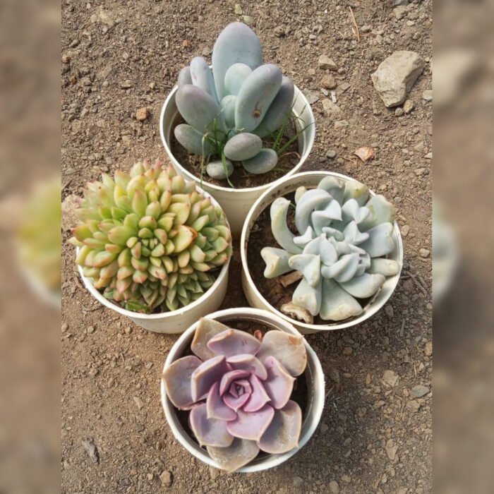 Echeveria Combo of 4 type A
