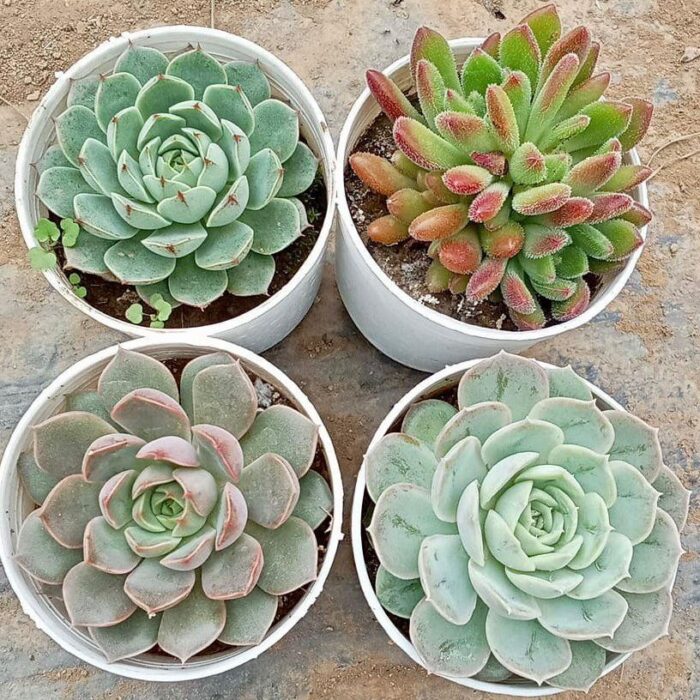 Echeveria Combo of 4 type B