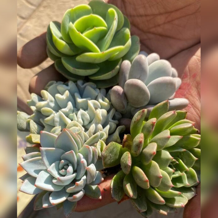 Echeveria Combo of 5 type A