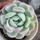 Echeveria Elegans_1