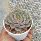 Echeveria Elegans_2