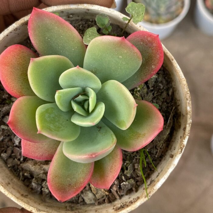 Echeveria Fire Dragon