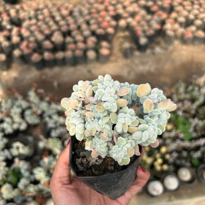 Echeveria Frosted Crested_1